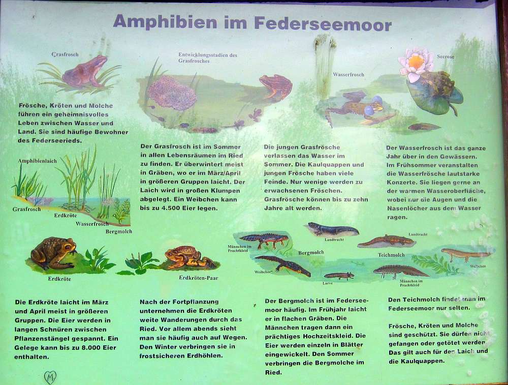 Schild_Amphibien