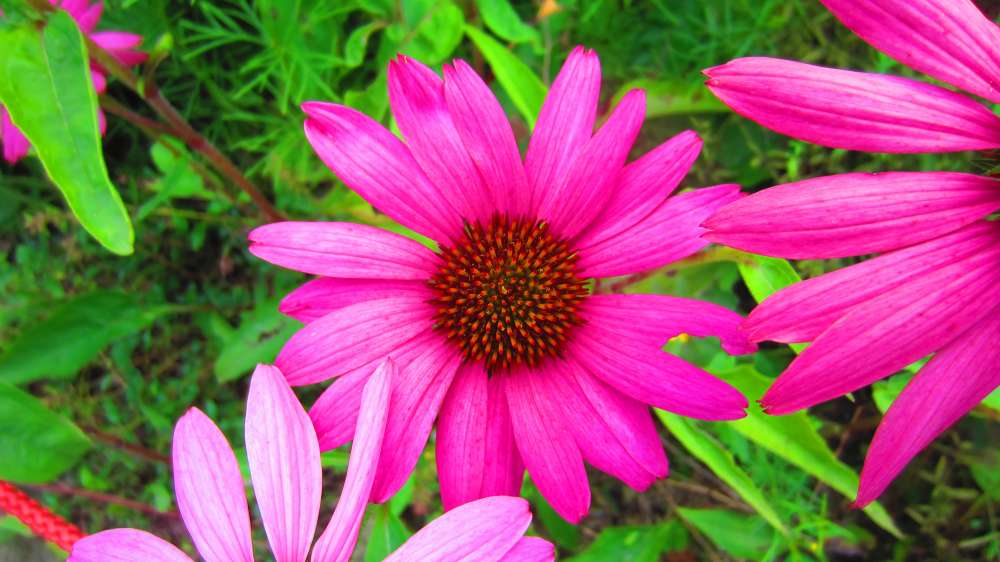Blume_pink