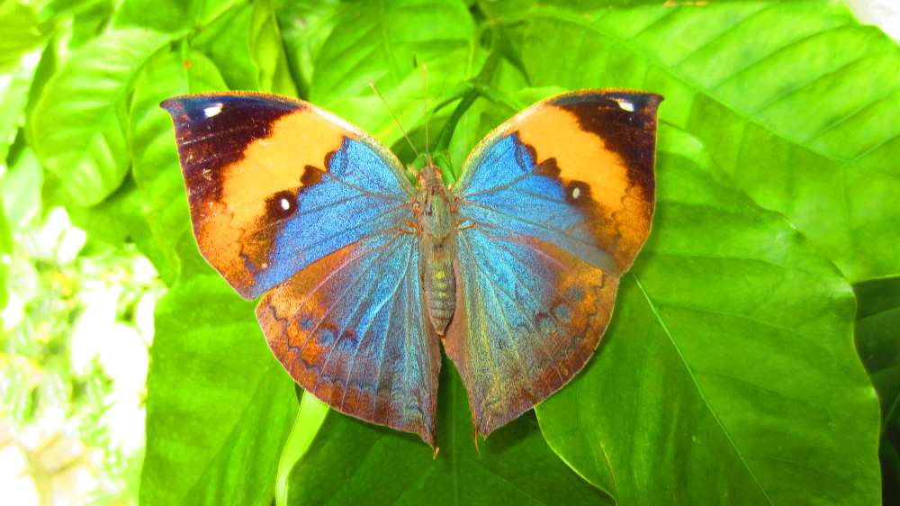 Schmetterling_blau