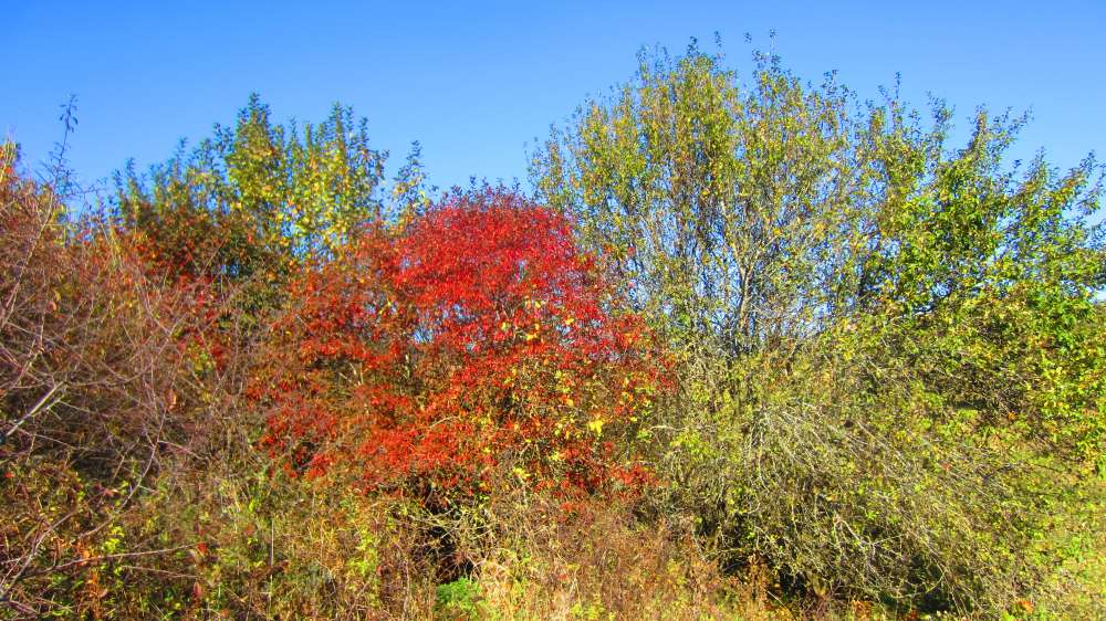 Herbstbusch