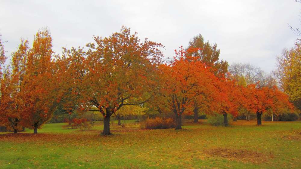 Herbstbaeume