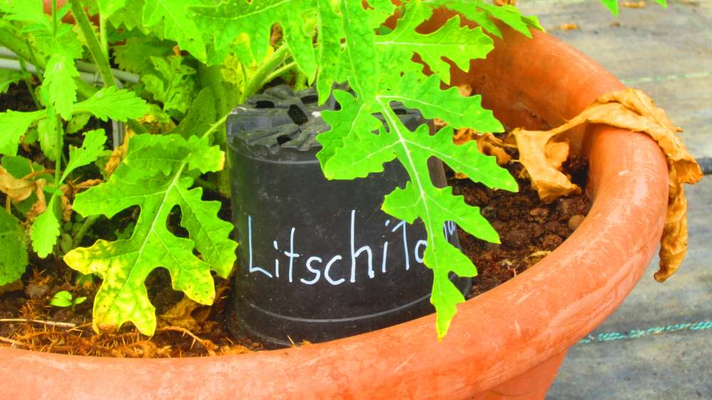 Litschi-Tomate