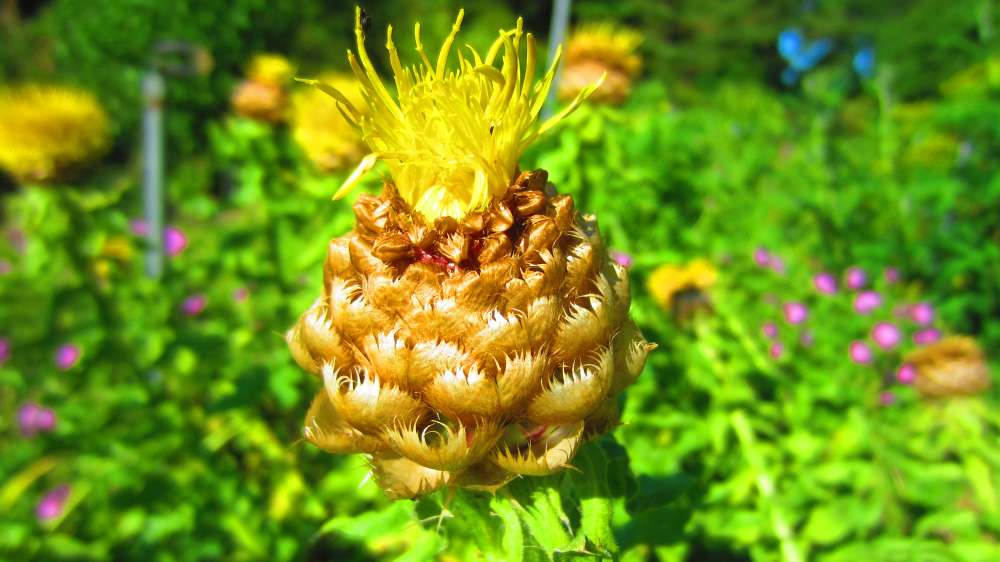 Riesenflockenblume