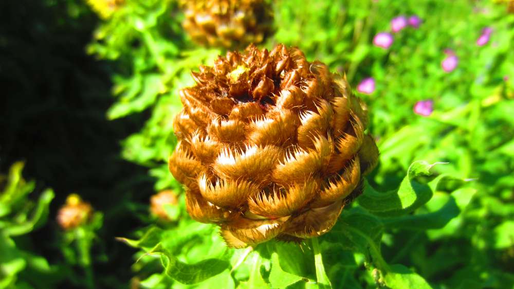 Riesenflockenblume