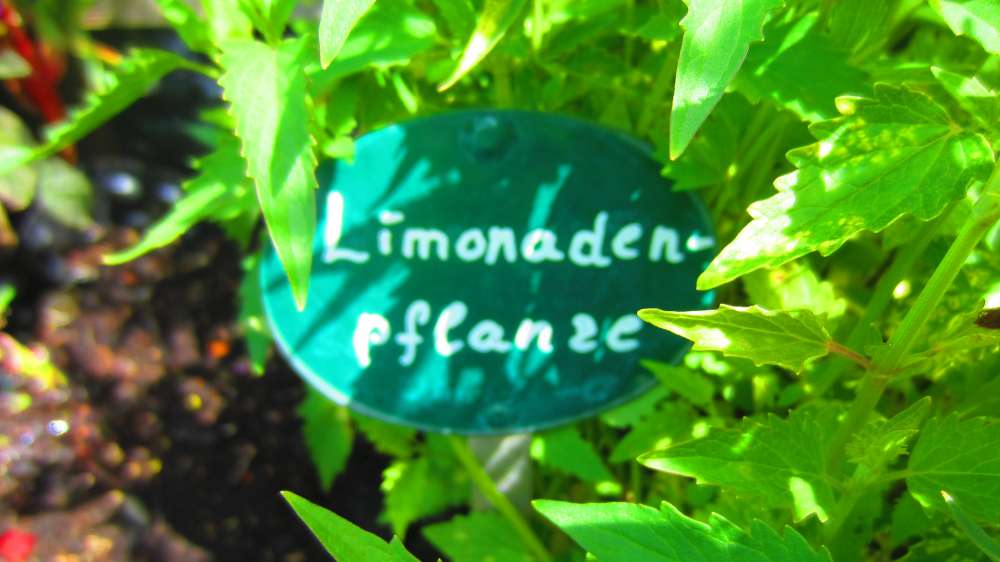 Limonadenpflanze