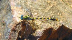 Libelle