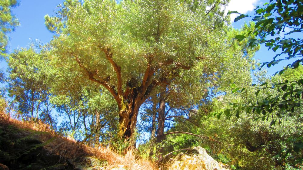 Olivenbaum