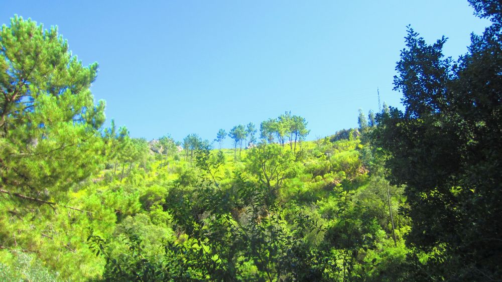 Wald