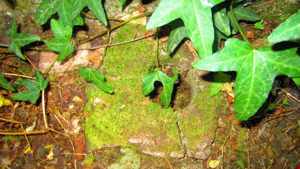 Mhlstein