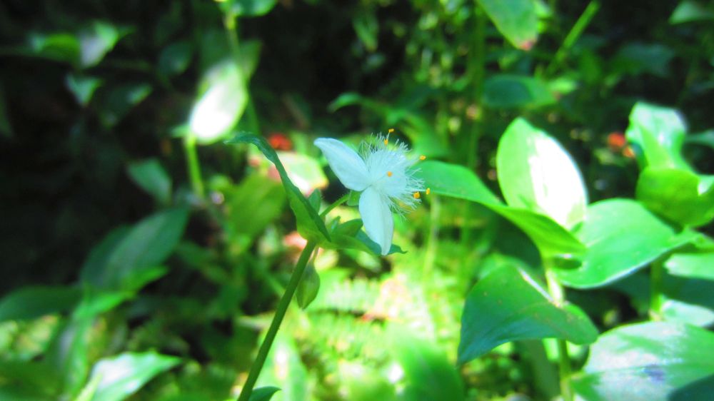 Dreimasterblume