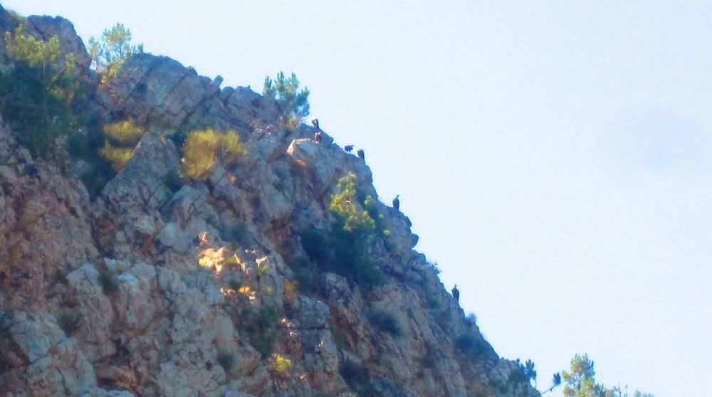 Steinadler