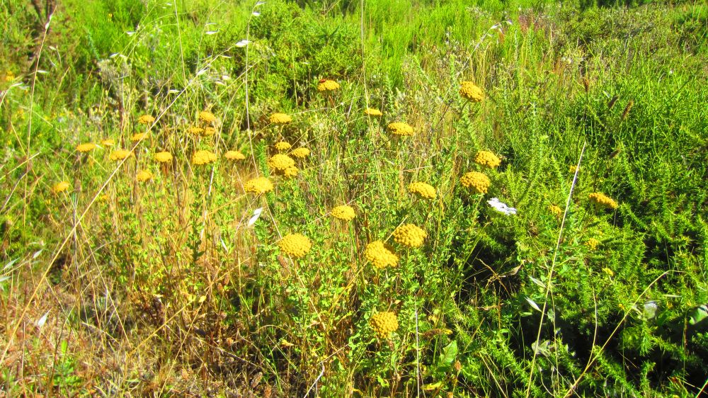 Immortelle