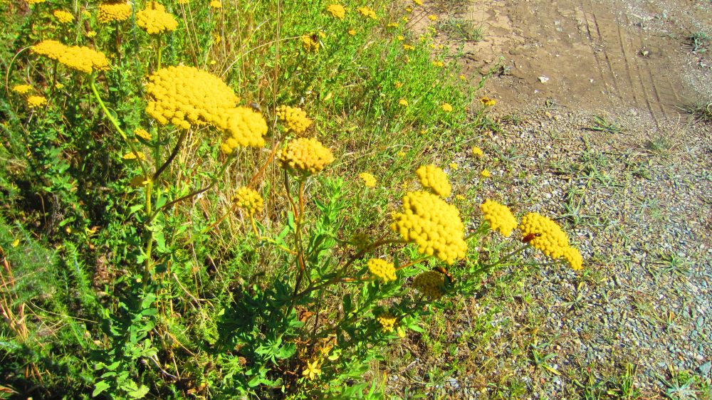 Immortelle