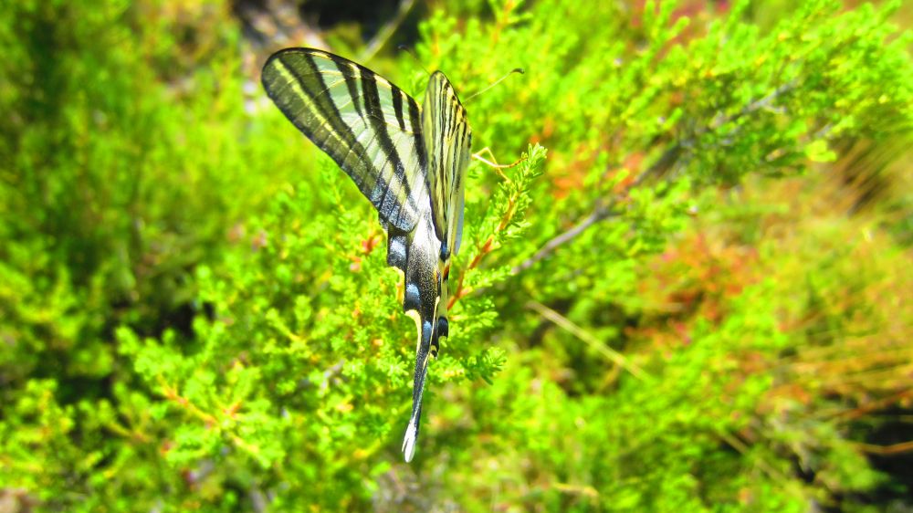 Segelfalter