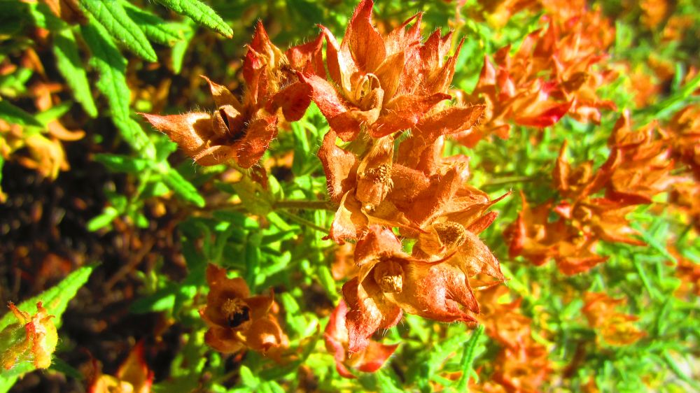 Zistrose