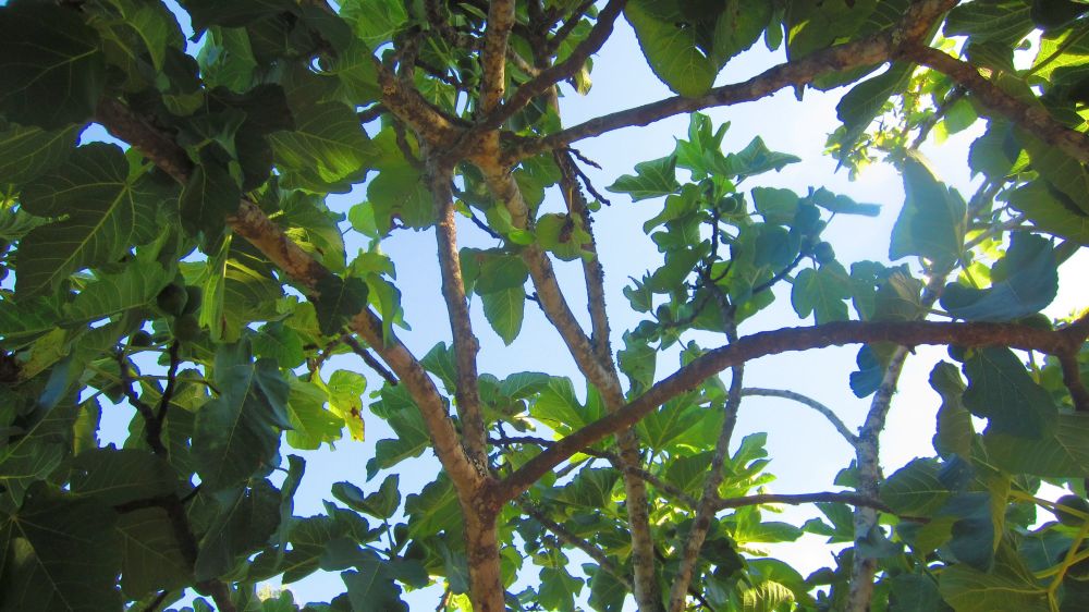 Feigenbaum