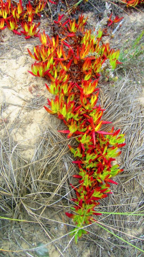 Mittagsblume