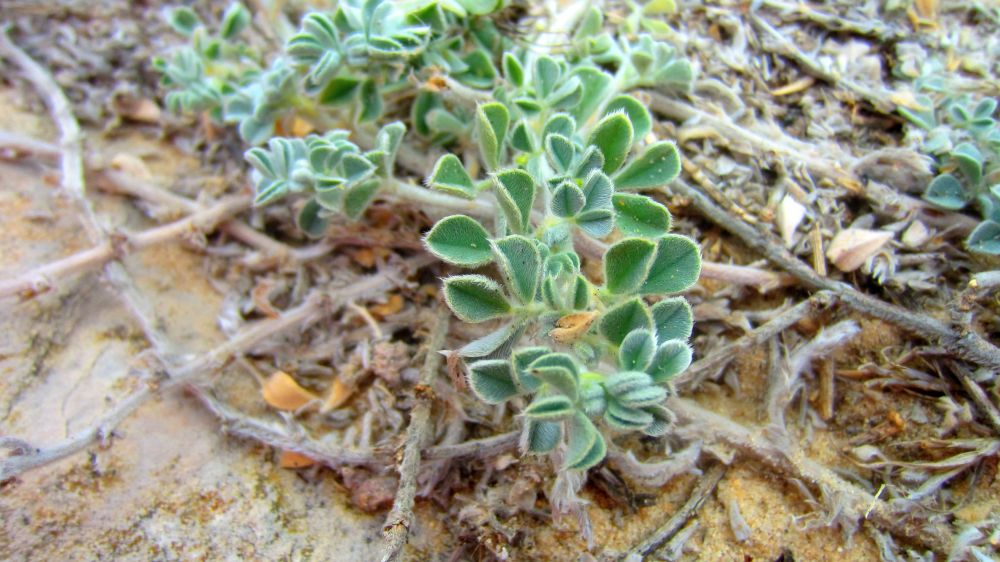 Schneckenklee