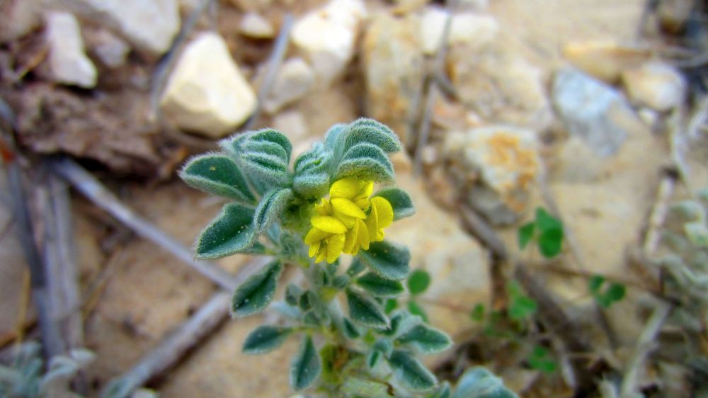 Schneckenklee