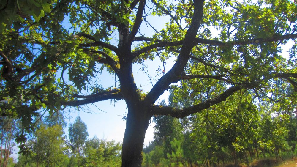 Eiche