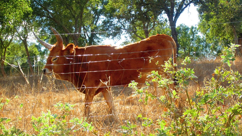 Stier