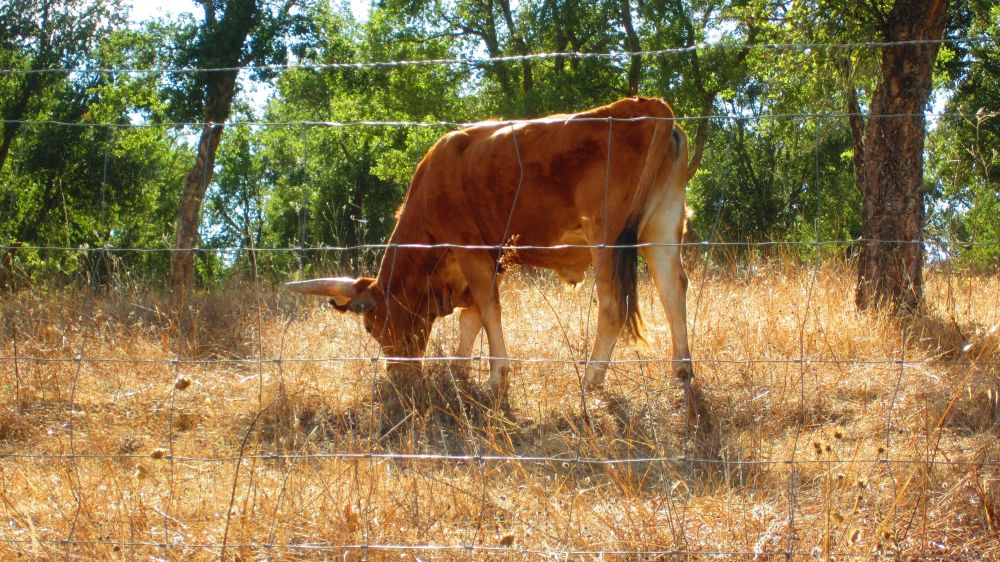 Stier