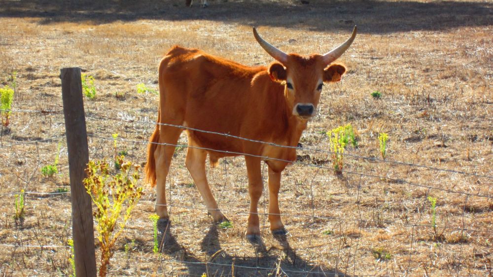 Stier