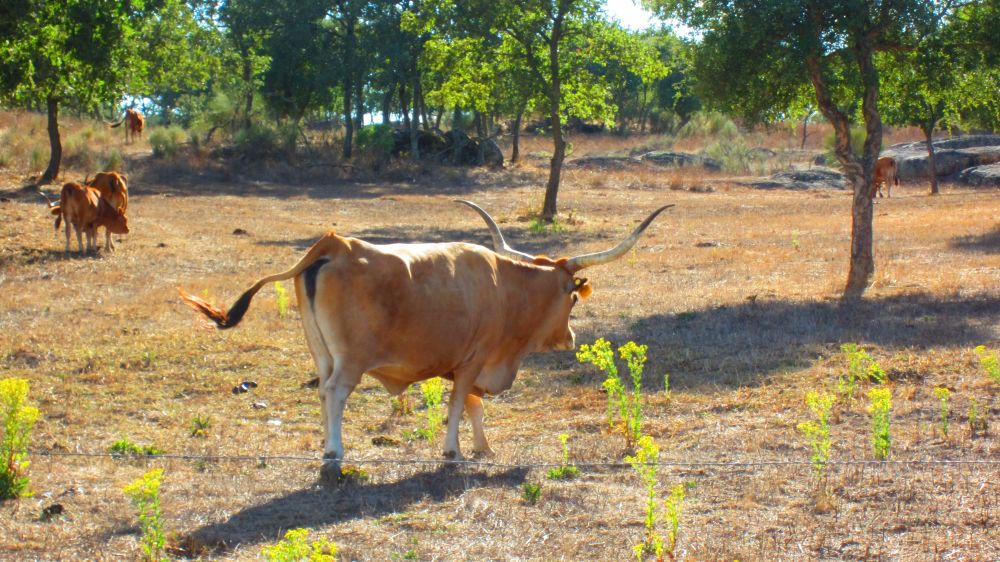 Stier