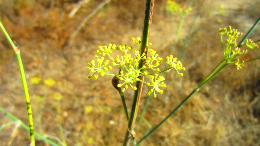 wilder Fenchel