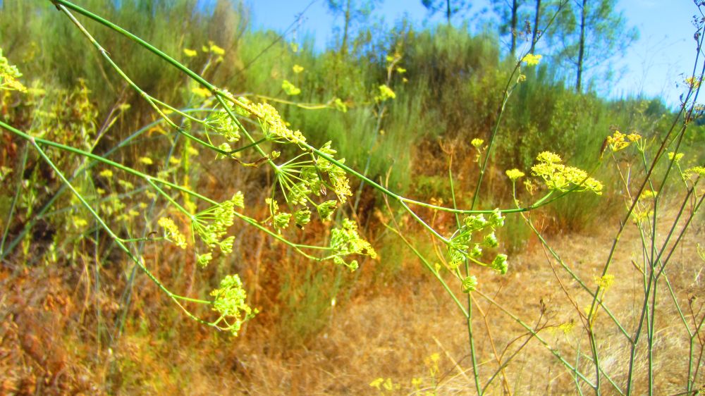 wilder Fenchel
