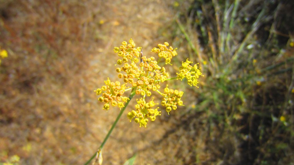 wilder Fenchel