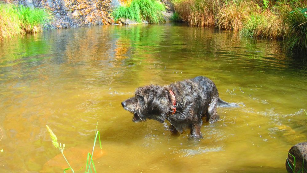 Beni im Wasser
