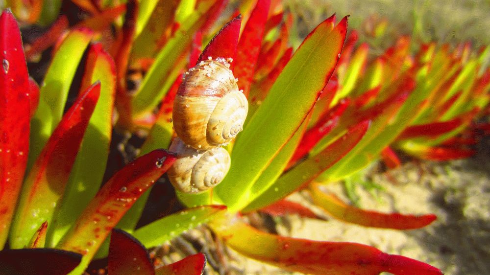 Mittagsblume mit Schnecken