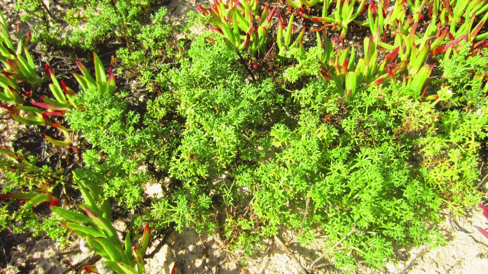 Meerfenchel
