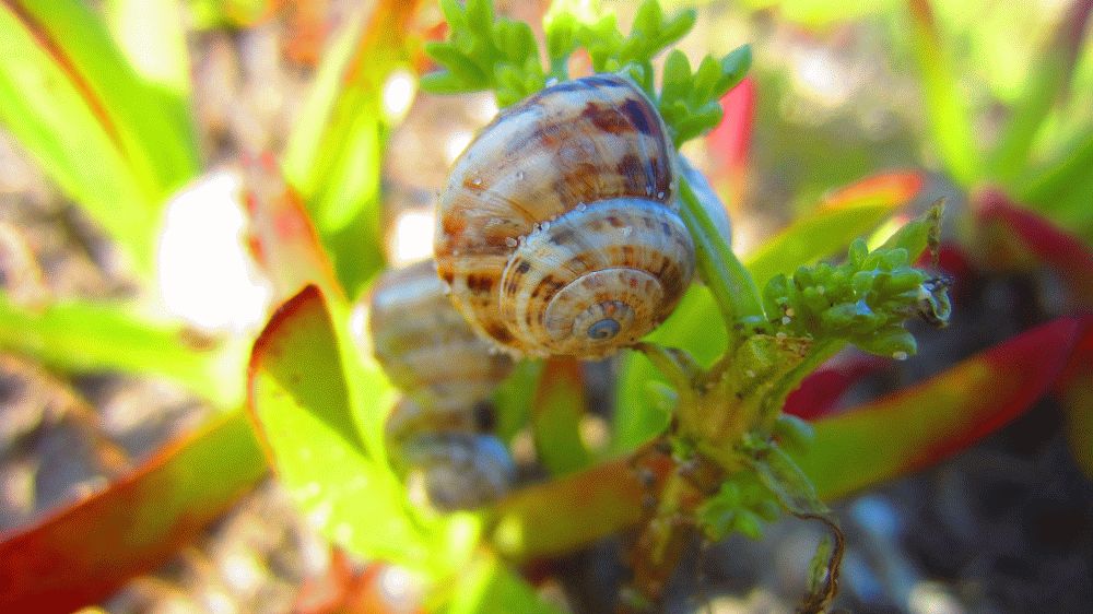 Schnecke