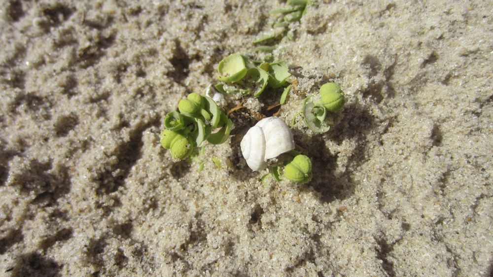 Schnecke