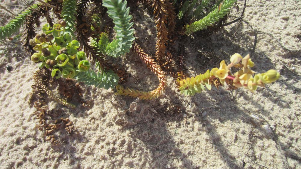 Strand-Wolfsmilch