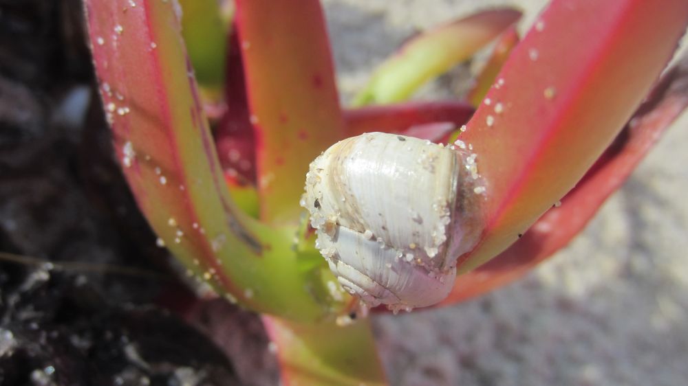 Schnecke