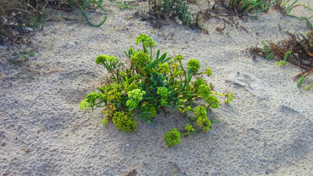 Meerfenchel