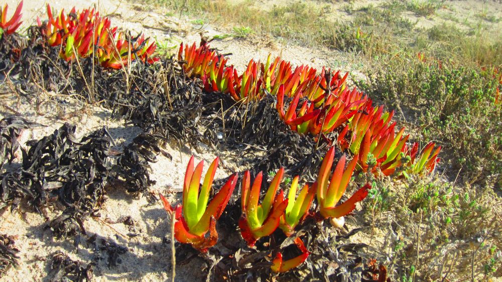 Mittagsblume