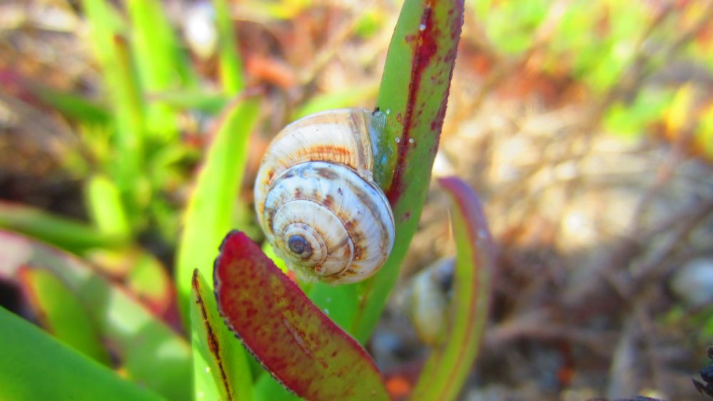 Schnecke