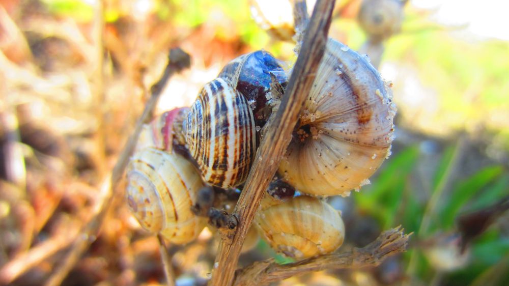 Schnecken