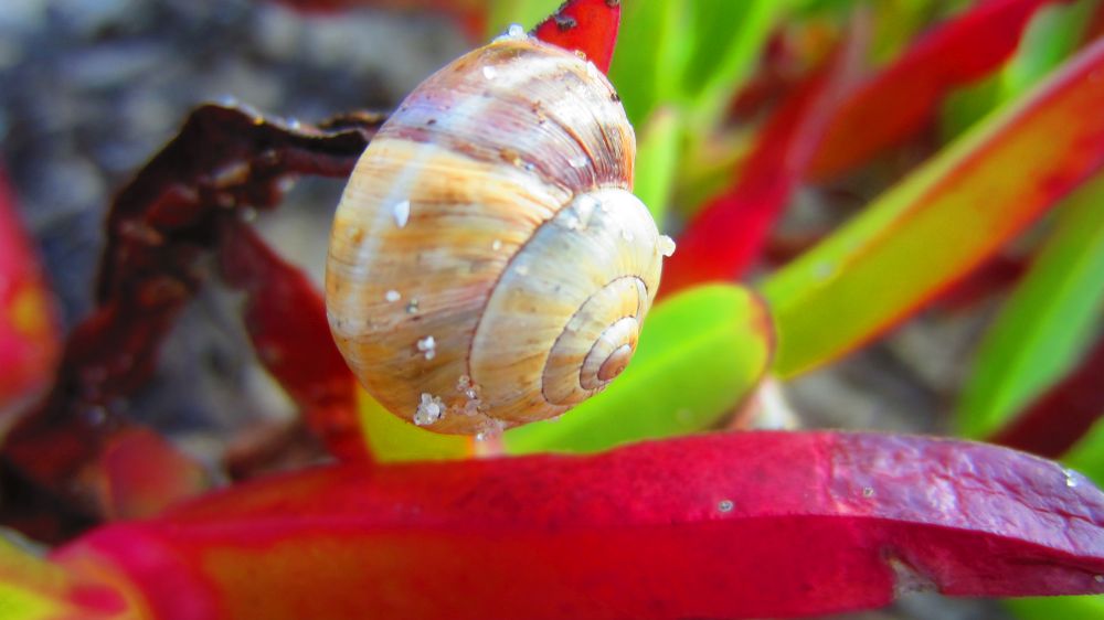 Schnecke