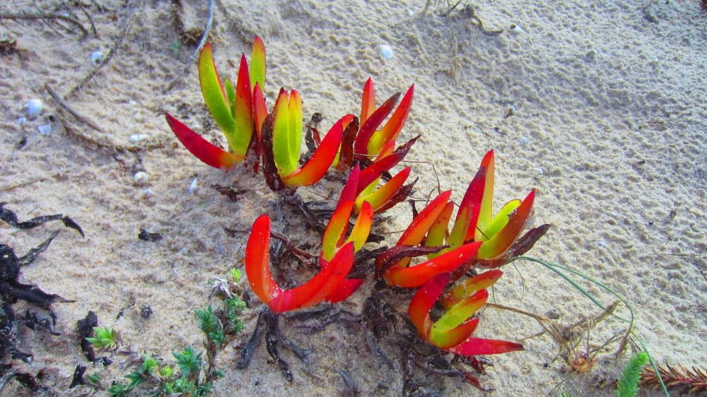 Mittagsblume