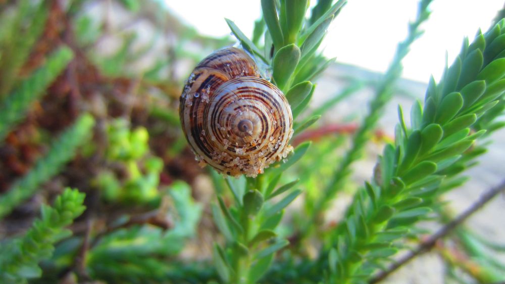 Schnecke
