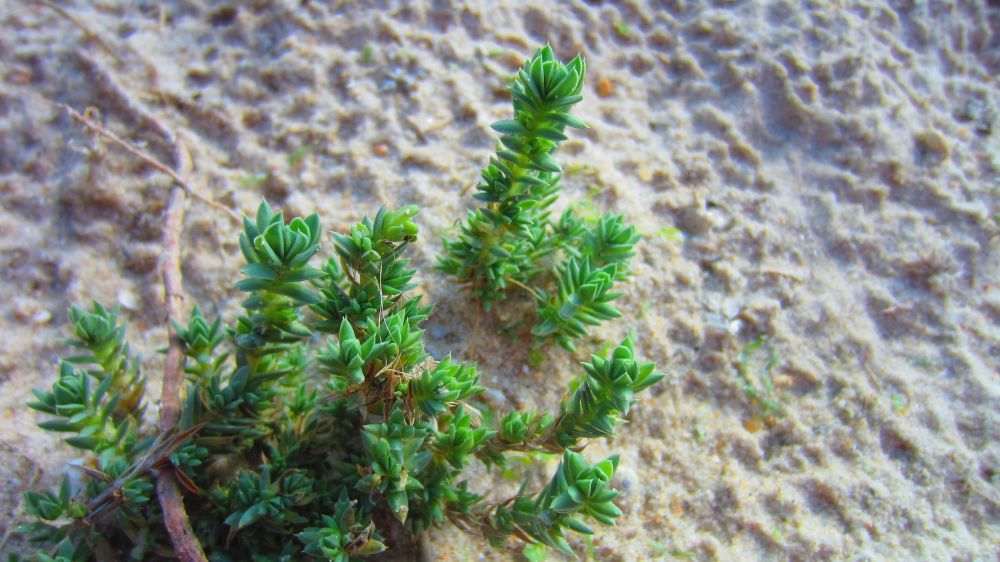 Strand-Wolfsmilch