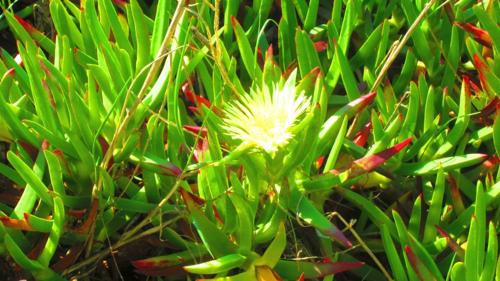 Mittagsblume