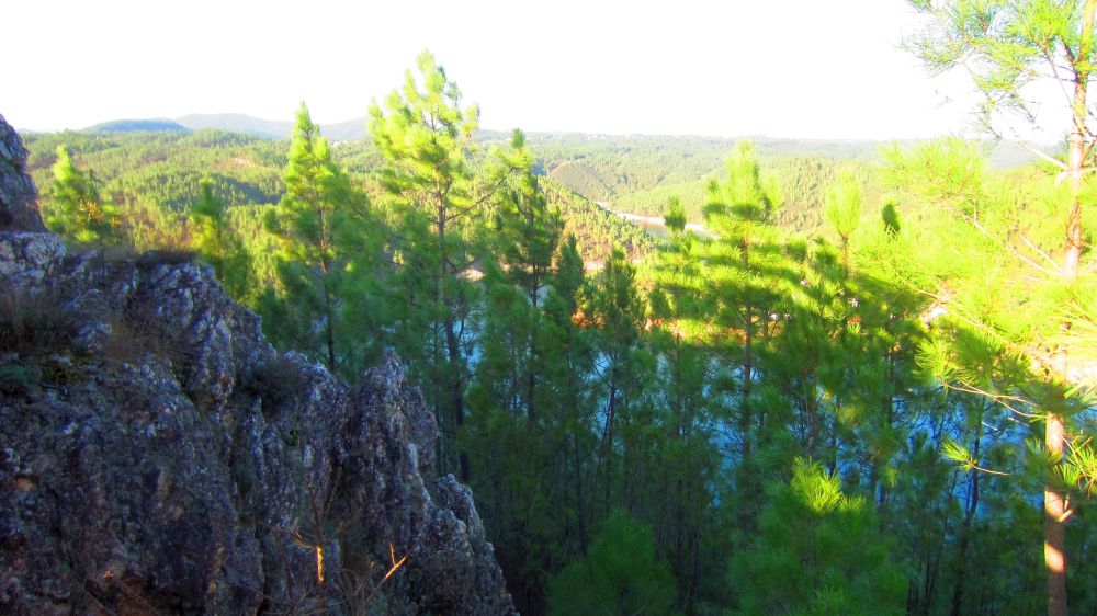 Kieferwald