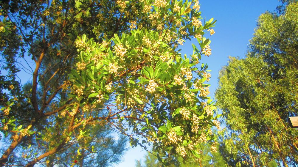 Erdbeerbaum