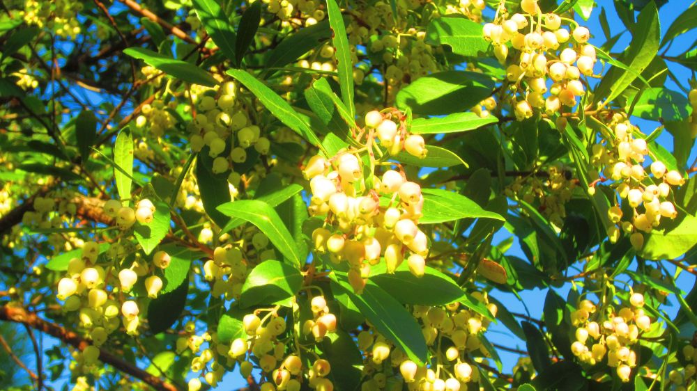 Erdbeerbaum